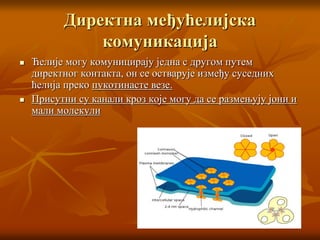 Директна међућелијска
комуникација
 Ћелије могу комуницирају једна с другом путем
директног контакта, он се остварује између суседних
ћелија преко пукотинасте везе.
 Присутни су канали кроз које могу да се размењују јони и
мали молекули
 