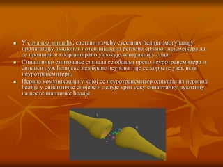  У срчаном мишићу, састави између суседних ћелија омогућавају
пропагацију акционог потенцијала из региона срчаног пејсмејкера да
се прошири и координирано узрокује контракцију срца.
 Синаптичко емитовање сигнала се обавља преко неуротрансмитера и
синапси дуж ћелијске мембране неурона гдје се користе увек исти
неуротрансмитери.
 Нервна комуникација у којој се неуротрансмитер одпушта из нервних
ћелија у синаптичке спојеве и делује кроз уску синаптичку пукотину
на постсинаптичке ћелије
 