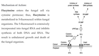 Mechanism of Action:
Flucytosine enters the fungal cell via
cytosine permease; thus, flucytosine is
metabolized to 5-fluorouracil within fungal
organisms. The 5-fluorouracil is extensively
incorporated into fungal RNA and inhibits
synthesis of both DNA and RNA. The
result is unbalanced growth and death of
the fungal organism.
 