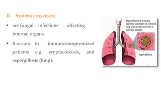 II. Systemic mycoses:
 are fungal infections affecting
internal organs.
 It occurs in immunocompromized
patients e.g. cryptococcosis, and
aspergillosis (lung).
 