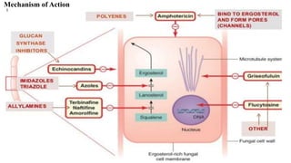Mechanism of Action
 