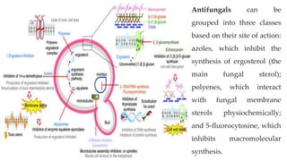 Antifungals can be
grouped into three classes
based on their site of action:
azoles, which inhibit the
synthesis of ergosterol (the
main fungal sterol);
polyenes, which interact
with fungal membrane
sterols physiochemically;
and 5-fluorocytosine, which
inhibits macromolecular
synthesis.
 