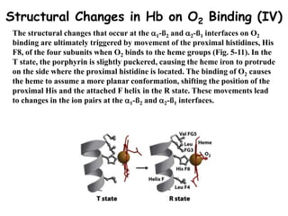 3.Hemoglobin and myoglobin structure and function.ppt