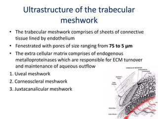 Ultrastructure of the trabecular
meshwork
• The trabecular meshwork comprises of sheets of connective
tissue lined by endothelium
• Fenestrated with pores of size ranging from 75 to 5 µm
• The extra cellular matrix comprises of endogenous
metalloproteinases which are responsible for ECM turnover
and maintenance of aqueous outflow
1. Uveal meshwork
2. Corneoscleral meshwork
3. Juxtacanalicular meshwork
 