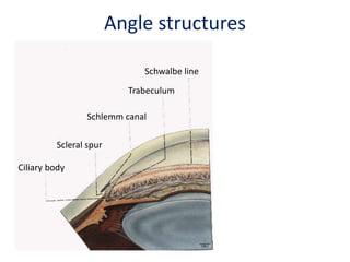 Schwalbe line
Schlemm canal
Trabeculum
Scleral spur
Ciliary body
Angle structures
 