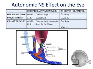 RECEPTOR ACTIVATION WILL: TO LOWER IOP, AIM FOR:
IRIS, Circular Fibers mAchR : Constrict Pupil  Activity
IRIS, Radial Fibers 1 R : Dilate Pupil  Activity
CILIARY MUSCLES mAchR : Contract for Accomodation
2 R : Relax for Far Vision
 Activity
Activity
Autonomic NS Effect on the Eye
 