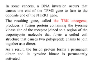 In some cancers, a DNA inversion occurs that
causes one end of the TPM3 gene to fuse to the
opposite end of the NTRK1 gene.
The resulting gene, called the TRK oncogene,
produces a fusion protein containing the tyrosine
kinase site of the receptor joined to a region of the
tropomyosin molecule that forms a coiled coil
structure that causes two polypeptide chains to join
together as a dimer.
As a result, the fusion protein forms a permanent
dimer and its tyrosine kinase is permanently
activated.
 