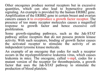Other oncogenes produce normal receptors but in excessive
quantities, which can also lead to hyperactive growth
signaling. An example is provided by the human ERBB2 gene.
Amplification of the ERBB2 gene in certain breast and ovarian
cancers causes it to overproduce a growth factor receptor. The
presence of too many receptor molecules causes a magnified
response to growth factor and hence excessive cell
proliferation.
Some growth-signaling pathways, such as the Jak-STAT
pathway utilize receptors that do not possess protein kinase
activity. With such receptors, binding of growth factor causes
the activated receptor to stimulate the activity of an
independent tyrosine kinase molecule.
An example of an oncogene that codes for such a receptor
occurs in the myeloproliferative leukemia virus, which causes
leukemia in mice. The oncogene, called v-mpl, codes for a
mutant version of the receptor for thrombopoietin, a growth
factor that uses the Jak-STAT pathway to stimulate the
production of blood platelets.
 