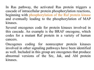 In Ras pathway, the activated Ras protein triggers a
cascade of intracellular protein phosphorylation reactions,
beginning with phosphorylation of the Raf protein kinase
and eventually leading to the phosphorylation of MAP
kinases.
Several oncogenes code for protein kinases involved in
this cascade. An example is the BRAF oncogene, which
codes for a mutant Raf protein in a variety of human
cancers.
Oncogenes coding for nonreceptor protein kinases
involved in other signaling pathways have been identified
as well. Included in this group are oncogenes that produce
abnormal versions of the Src, Jak, and Abl protein
kinases.
 