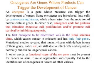 Oncogenes Are Genes Whose Products Can
Trigger the Development of Cancer
An oncogene is a gene whose presence can trigger the
development of cancer. Some oncogenes are introduced into cells
by cancer-causing viruses, while others arise from the mutation of
normal cellular genes. In either case, oncogenes code for proteins
that stimulate excessive cell proliferation and/or promote cell
survival by inhibiting apoptosis.
The first oncogene to be discovered was in the Rous sarcoma
virus, which causes cancer in chickens and has only four genes.
Mutational studies revealed that mutant viruses with defects in one
of these genes, called src, are still able to infect cells and reproduce
normally but can no longer cause cancer.
In other words, a functional copy of the src gene must be present
for cancer to arise. Similar approaches subsequently led to the
identification of oncogenes in dozens of other viruses.
 
