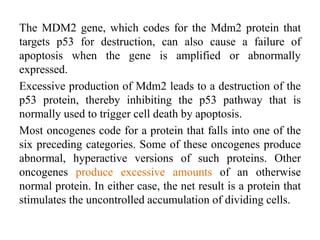 The MDM2 gene, which codes for the Mdm2 protein that
targets p53 for destruction, can also cause a failure of
apoptosis when the gene is amplified or abnormally
expressed.
Excessive production of Mdm2 leads to a destruction of the
p53 protein, thereby inhibiting the p53 pathway that is
normally used to trigger cell death by apoptosis.
Most oncogenes code for a protein that falls into one of the
six preceding categories. Some of these oncogenes produce
abnormal, hyperactive versions of such proteins. Other
oncogenes produce excessive amounts of an otherwise
normal protein. In either case, the net result is a protein that
stimulates the uncontrolled accumulation of dividing cells.
 