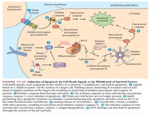 3.Oncogenes