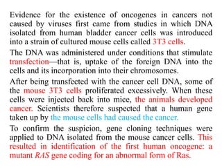 Evidence for the existence of oncogenes in cancers not
caused by viruses first came from studies in which DNA
isolated from human bladder cancer cells was introduced
into a strain of cultured mouse cells called 3T3 cells.
The DNA was administered under conditions that stimulate
transfection—that is, uptake of the foreign DNA into the
cells and its incorporation into their chromosomes.
After being transfected with the cancer cell DNA, some of
the mouse 3T3 cells proliferated excessively. When these
cells were injected back into mice, the animals developed
cancer. Scientists therefore suspected that a human gene
taken up by the mouse cells had caused the cancer.
To confirm the suspicion, gene cloning techniques were
applied to DNA isolated from the mouse cancer cells. This
resulted in identification of the first human oncogene: a
mutant RAS gene coding for an abnormal form of Ras.
 
