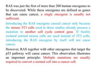 RAS was just the first of more than 200 human oncogenes to
be discovered. While these oncogenes are defined as genes
that can cause cancer, a single oncogene is usually not
sufficient.
Introducing the RAS oncogene caused cancer only because
the mouse 3T3 cells used in these studies already possess a
mutation in another cell cycle control gene. If freshly
isolated normal mouse cells are used instead of 3T3 cells,
introducing the RAS oncogene by itself will not cause
cancer.
However, RAS together with other oncogenes that target the
p53 pathway will cause cancer. This observation illustrates
an important principle: Multiple mutations are usually
required to convert a normal cell into a cancer cell.
 