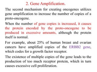2. Gene Amplification.
The second mechanism for creating oncogenes utilizes
gene amplification to increase the number of copies of a
proto-oncogene.
When the number of gene copies is increased, it causes
the protein encoded by the proto-oncogene to be
produced in excessive amounts, although the protein
itself is normal.
For example, about 25% of human breast and ovarian
cancers have amplified copies of the ERBB2 gene,
which codes for a growth factor receptor.
The existence of multiple copies of the gene leads to the
production of too much receptor protein, which in turn
causes excessive cell proliferation.
 