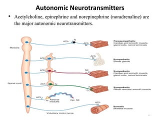 Autonomic Neurotransmitters
• Acetylcholine, epinephrine and norepinephrine (noradrenaline) are
the major autonomic neurotransmitters.
11
 