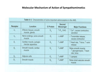 Molecular Mechanism of Action of Sympathomimetics
79
 