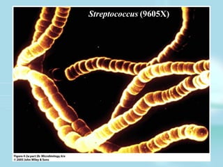 Streptococcus (9605X)
 