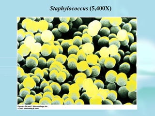 Staphylococcus (5,400X)
 