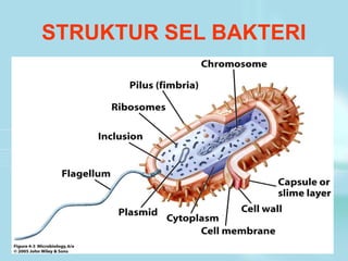 STRUKTUR SEL BAKTERI
 
