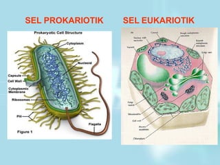 SEL PROKARIOTIK SEL EUKARIOTIK
 