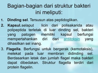 Bagian-bagian dari struktur bakteri
ini meliputi:
polisakarida atau
licin dari
di luar dinding sel, bakteri
1. Dinding sel. Tersusun atas peptidoglikan.
2. Kapsul.selaput
polipeptida terletak
yang patogen memiliki kapsul berfungsi
mempertahankan diri dari antitoksin yang
dihasilkan sel inang.
3. Flagella. Berfungsi untuk bergerak (kemotaksis),
melekat pada luar membran didinding sel.
Berdasarkan letak dan jumlah flagel maka bakteri
dapat dibedakan. Struktur flagella terdiri dari
protein flagelin.
 