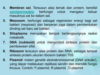 4. Membran sel. Tersusun atas lemak dan protein, bersifat
semipermeable, berfungsi untuk mengatur keluar
masuknya zat ke dalam sel.
5. Mesosom. berfungsi sebagai regenerasi energi bagi sel
bakteri (respirasi) dan berperan juga dalam pembentukan
dinding sel baru sel bakteri.
6. Sitoplasma merupakan tempat berlangsungnya reaksi
metabolik.
7. DNA (nukleoid) untuk mengontrol sintesis protein dan
pembawaan sifat.
8. Ribosom tersusun atas protein dan RNA, sebagai tempat
sintesis protein.ukuran ribosom bakteri 70S
9. Plasmid: materi genetik ekstrakromosomal (DNA sirkuler),
yang dapar melakukan replikasi sendiri dan memiliki fungsi
khusus. Contoh: F-plasmid, R-plasmid ,Ti-plasmid
 