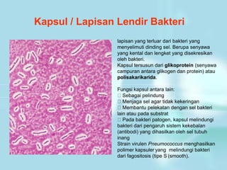 Kapsul / Lapisan Lendir Bakteri
lapisan yang terluar dari bakteri yang
menyelimuti dinding sel. Berupa senyawa
yang kental dan lengket yang disekresikan
oleh bakteri.
Kapsul tersusun dari glikoprotein (senyawa
campuran antara glikogen dan protein) atau
polisakarikarida.
Fungsi kapsul antara lain:
Sebagai pelindung
Menjaga sel agar tidak kekeringan
Membantu pelekatan dengan sel bakteri
lain atau pada substrat
Pada bakteri patogen, kapsul melindungi
bakteri dari pengaruh sistem kekebalan
(antibodi) yang dihasilkan oleh sel tubuh
inang
Strain virulen Pneumococcus menghasilkan
polimer kapsuler yang melindungi bakteri
dari fagositosis (tipe S (smooth).
 