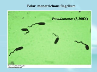 Pseudomonas (3,300X)
Polar, monotrichous flagellum
 