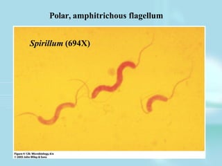 Spirillum (694X)
Polar, amphitrichous flagellum
 