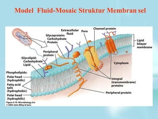 Model Fluid-Mosaic Struktur Membran sel
 