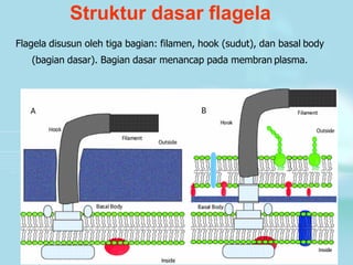 Struktur dasar flagela
Flagela disusun oleh tiga bagian: filamen, hook (sudut), dan basal body
(bagian dasar). Bagian dasar menancap pada membran plasma.
 
