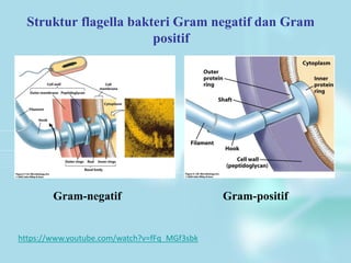 Struktur flagella bakteri Gram negatif dan Gram
positif
Gram-negatif Gram-positif
https://www.youtube.com/watch?v=fFq_MGf3sbk
 