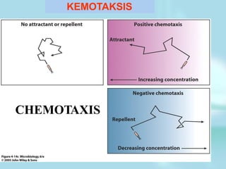 CHEMOTAXIS
KEMOTAKSIS
 