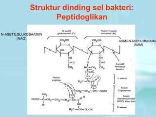 Struktur dinding sel bakteri:
Peptidoglikan
N-ASETILGLUKOSAAMIN
(NAG)
ASAM-N-ASETILMURAMA
(NAM)
 