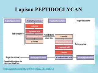 Lapisan PEPTIDOGLYCAN
https://www.youtube.com/watch?v=2T3-Umt62E8
 