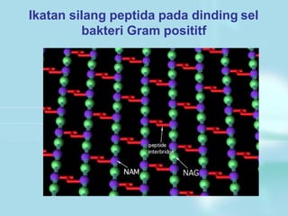 Ikatan silang peptida pada dinding sel
bakteri Gram posititf
 
