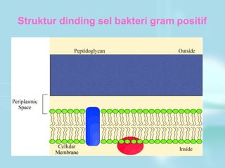 Struktur dinding sel bakteri gram positif
 