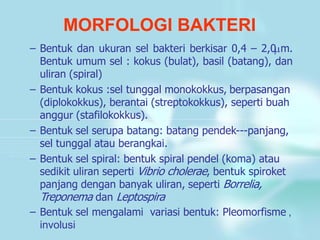 MORFOLOGI BAKTERI
– Bentuk dan ukuran sel bakteri berkisar 0,4 – 2,0 m.
Bentuk umum sel : kokus (bulat), basil (batang), dan
uliran (spiral)
– Bentuk kokus :sel tunggal monokokkus, berpasangan
(diplokokkus), berantai (streptokokkus), seperti buah
anggur (stafilokokkus).
– Bentuk sel serupa batang: batang pendek---panjang,
sel tunggal atau berangkai.
– Bentuk sel spiral: bentuk spiral pendel (koma) atau
sedikit uliran seperti Vibrio cholerae, bentuk spiroket
panjang dengan banyak uliran, seperti Borrelia,
Treponema dan Leptospira
– Bentuk sel mengalami variasi bentuk: Pleomorfisme ,
involusi
 