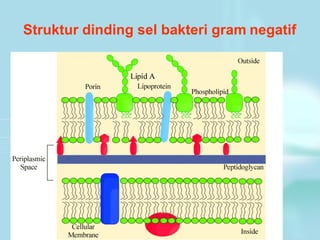 Struktur dinding sel bakteri gram negatif
 