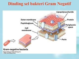 Dinding sel bakteri Gram Negatif
 