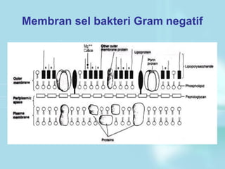 Membran sel bakteri Gram negatif
 