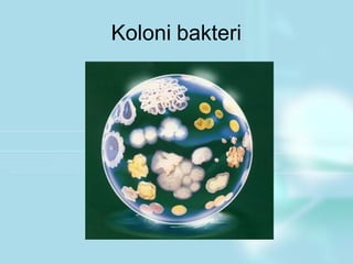 Koloni bakteri
 