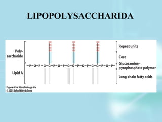 LIPOPOLYSACCHARIDA
 