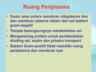 Ruang Periplasma
• Suatu area antara membran sitoplasma dan
dan membran plasma dalam dari sel bakteri
gram-negatif
• Tempat belangsungnya metabolisme sel
• Mengandung protein untuk pembentukan
dinding sel, enzim dan prtoein transport
• Bakteri Gram-positif tidak memiliki ruang
periplasma dan membran luar
 