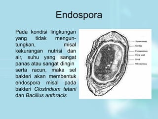 Endospora
Pada kondisi lingkungan
yang tidak mengun-
misal
tungkan,
kekurangan nutrisi dan
air, suhu yang sangat
panas atau sangat dingin
serta racun, maka sel
bakteri akan membentuk
endospora misal pada
bakteri Clostridium tetani
dan Bacillus anthracis
 