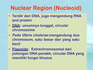 Nuclear Region (Nucleoid)
• Teridir dari DNA, juga mengandung RNA
and protein
• DNA: umumnya tunggal, circular
chromosome
• Pada Vibrio cholerae:mengandung dua
chromosom, satu besar dan yang satu
kecil
• Plasmids: Extrachromosomal dari
potongan DNA pendek, circular DNA yang
memiliki fungsi khusus
 