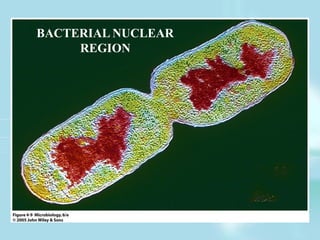 BACTERIAL NUCLEAR
REGION
 