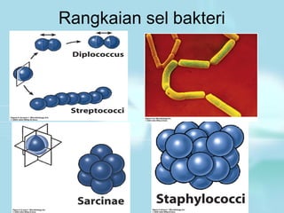 Rangkaian sel bakteri
 