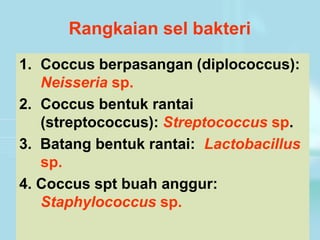 Rangkaian sel bakteri
1. Coccus berpasangan (diplococcus):
Neisseria sp.
2. Coccus bentuk rantai
(streptococcus): Streptococcus sp.
3. Batang bentuk rantai: Lactobacillus
sp.
4. Coccus spt buah anggur:
Staphylococcus sp.
 